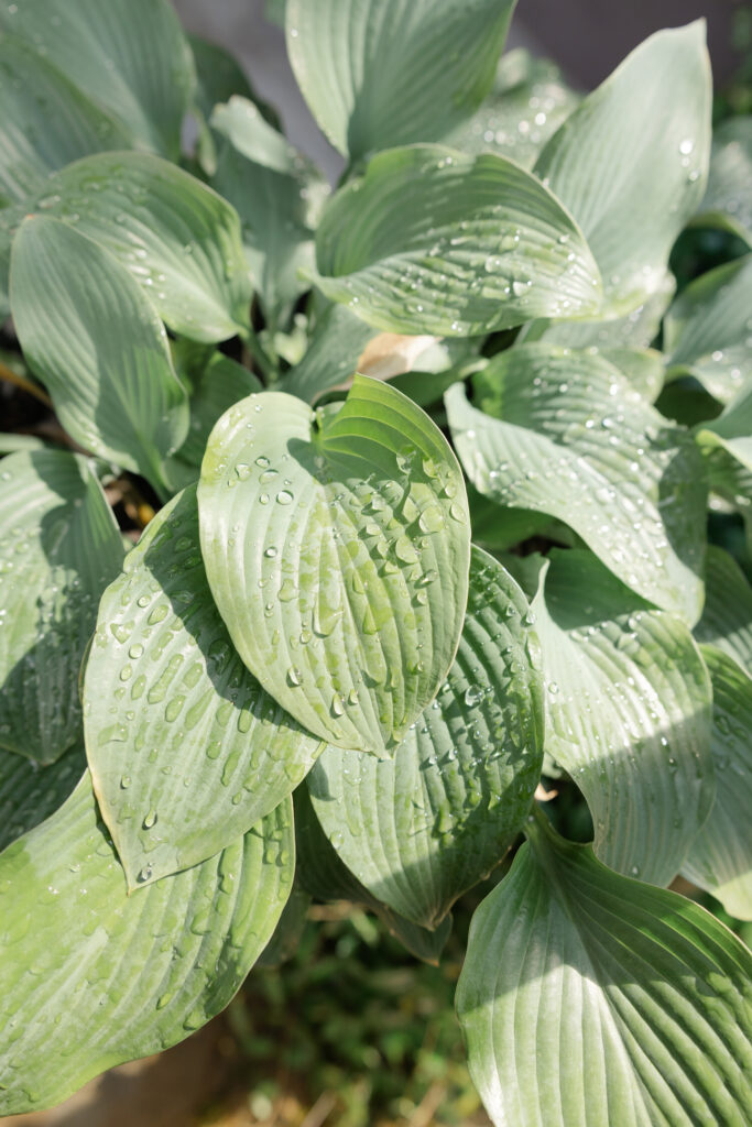 Rain Drops on plant in sun on wedding day at Park Crest