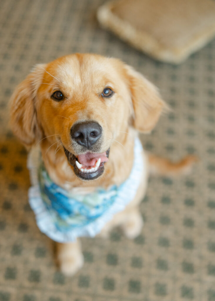 Golden retriever wearing a blue and green floral bandana at an Old Overton Country Club wedding